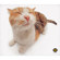 Allsop Clean-Screen MicroFiber Cleaning Cloth, Pet Me Cat