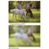 B + W 43mm Digital Pro Soft Image (655) Glass Filter