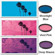 Hoya 72mm Fantasy Color Special Effects Glass Filter Set