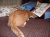 Image Thumbnail