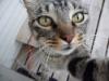 Image Thumbnail