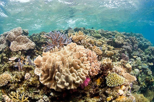 underwater photography