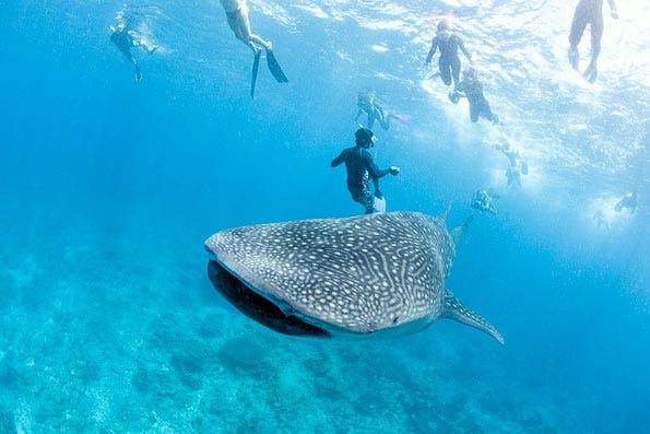 underwater photography