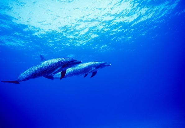 underwater photography
