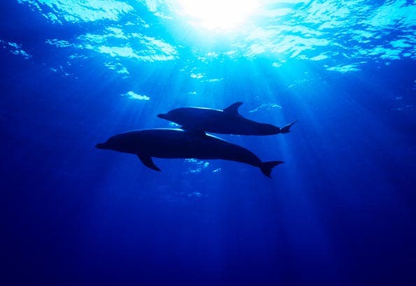 underwater photography