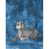 Studio Dynamics Europa Series 12x24' Muslin Background, Studio Dynamics brand