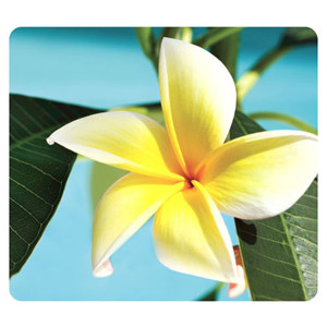 Fellowes Recycled Optical Mouse Pad 5913802