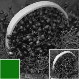  Hoya 52mm X1 Glass Filter - Green 