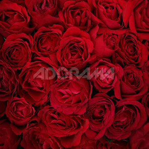 Westcott 6 x 8ft Bed of Roses, Muslin Background, 929: Picture 1 regular