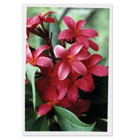 Fellowes : Picture 1 regular