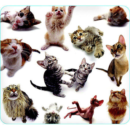 Allsop Cat Group Mouse Pad