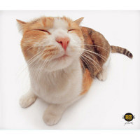 Allsop Clean-Screen MicroFiber Cleaning Cloth, Pet Me Cat