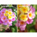 Digital King 2-in1 Wide and Macro Conversion Lens Magnet Mount for iPhone 5,4,4S: Picture 4 thumbnail