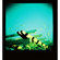Lomography Diana F+ Medium Format Camera w/Lens: Picture 5 thumbnail