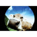 Lomography FishEye 2 Point-n-Shoot 35mm Camera: Picture 3 thumbnail