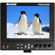 Marshall V-LCD651STX-3GSDI: Picture 1 thumbnail