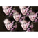 Kikkerland Jelly Lens KALEIDOSCOPE Effect: Picture 2 thumbnail