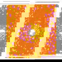

Cokin Yellow/Pink Center Spot Bocolor Filter Series A