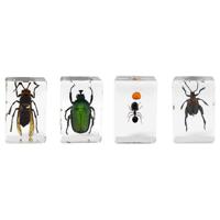 

Celestron 3D Bug Specimen Kit #5