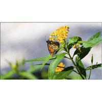 

NEC UN492S-TMX4P 49" Ultra Narrow Bezel S-IPS Full HD LED-Backlit 2x2 Video Wall Bundle, 500/700 cd/sq.m