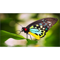 

NEC UN552 55" Ultra Narrow Bezel Video Wall Display
