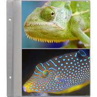 

Pioneer Photo Album Refill Pages for the X-Pando Pocket Photo Album, Pack of 5 Pages Holds 10 5x7" Prints.