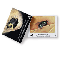 

Safariland Forensic Insect Identification Card
