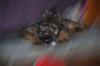 Image Thumbnail