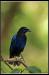 Image Thumbnail