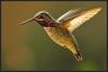 Image Thumbnail