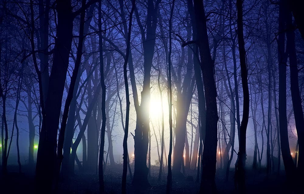dark forest with background lights night photography