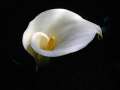 Calla lily flower photograhy