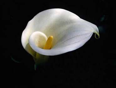 Calla lily flower photograhy