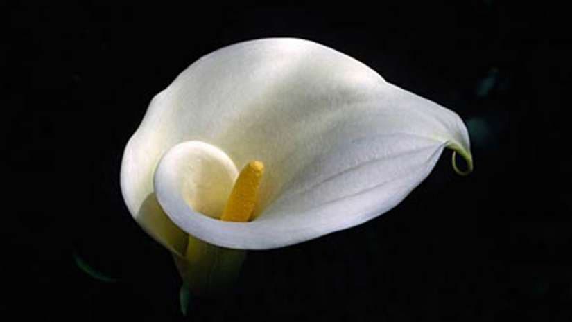 Calla lily flower photograhy