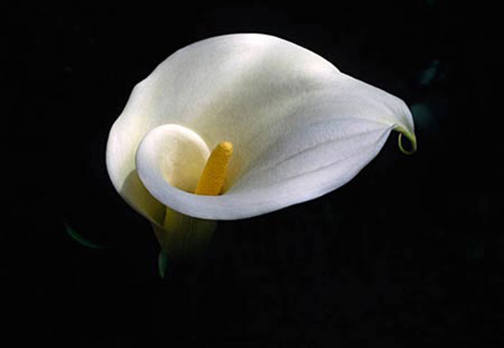 Calla lily flower photograhy