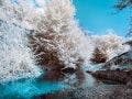 infrared photography