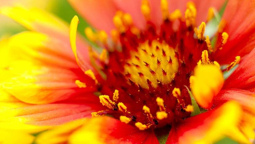 macro flower