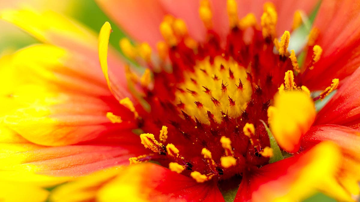 macro flower