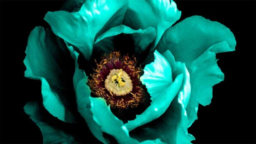 macro photography