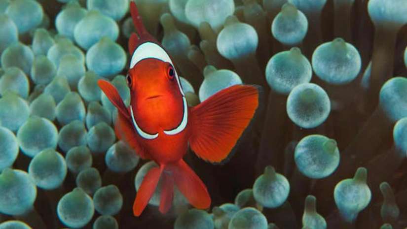 Clown fish close-up under water