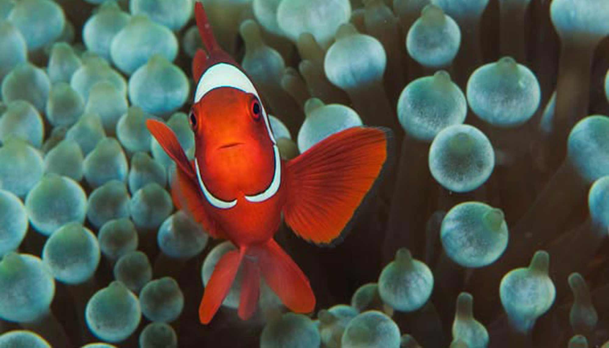 Clown fish close-up under water