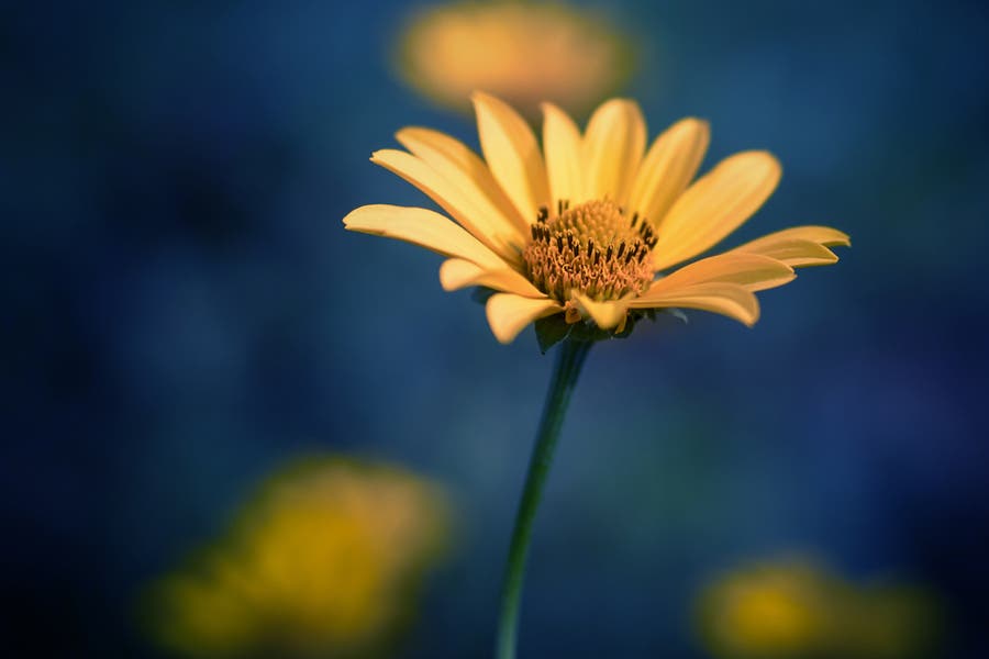 Flower shot with short depth of field and background bokeh