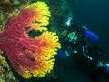 underwater strobe lighting diver coral