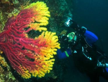 underwater strobe lighting diver coral
