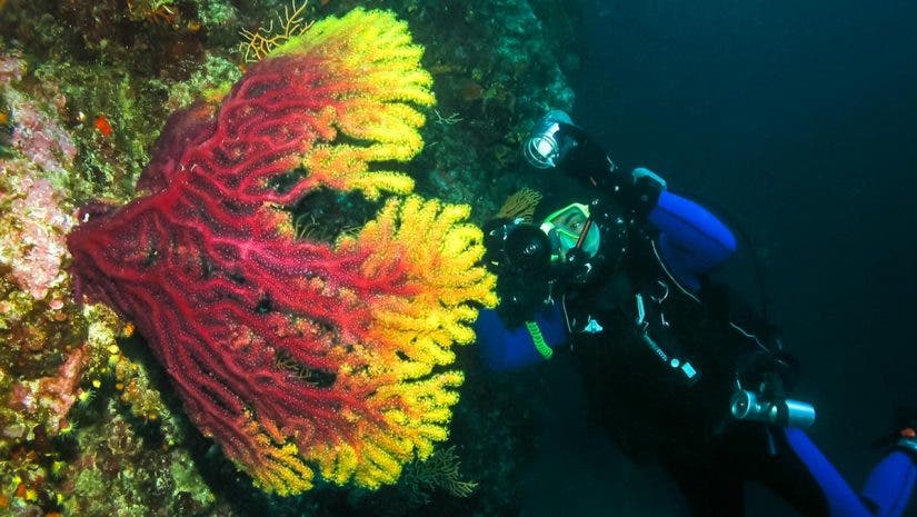 underwater strobe lighting diver coral