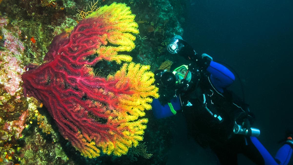 underwater strobe lighting diver coral