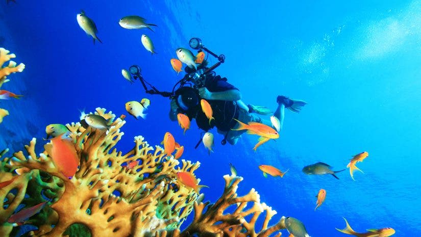 underwater coral fish diver