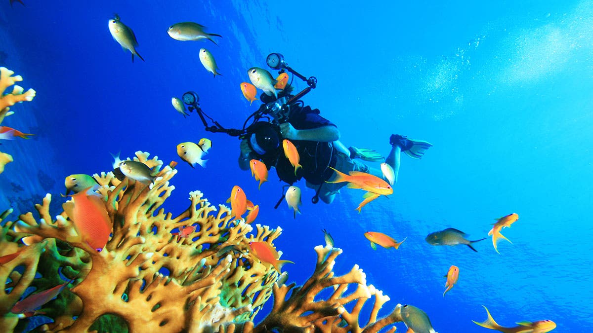 underwater coral fish diver