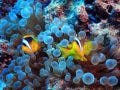 clown fish underwater macro photography