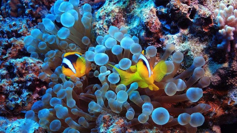 clown fish underwater macro photography